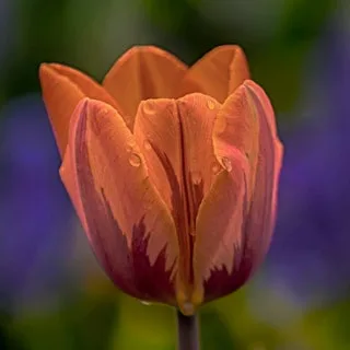 Image description